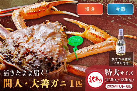 訳あり [蟹の匠 魚政]京丹後市産 活きたまま届く! 間人ガニ大善ガニ 特大サイズ (1200~1300g) 1匹 香味ミスト付き (2026年1月〜発送)