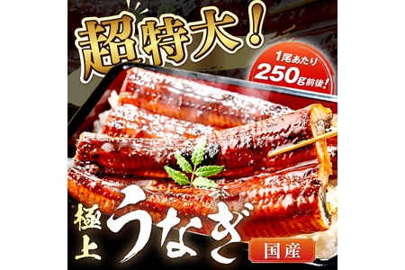 [定期便 毎月×3回]超特大!極上!国産うなぎ蒲焼 1尾 250g前後