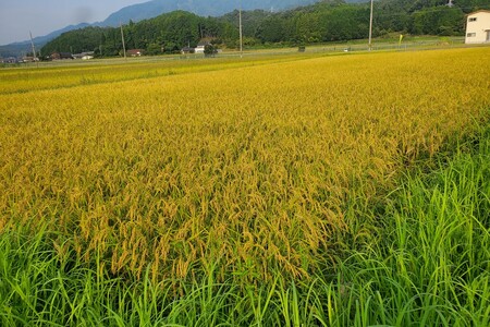 2025年産 京丹後産稲作発祥の地コシヒカリ特別栽培米 月の輪田米 玄米5kg(天日干し)