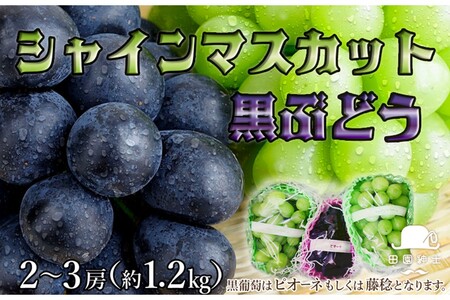 �V���C���}�X�J�b�g���Ԃǂ�1.2kg�b�ʕ��t���[�c �Ԃǂ�