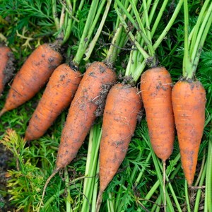 [先行予約(2026年12月上旬〜順次発送)]にんじん てんとうむしばたけ有機にんじん5kg人参