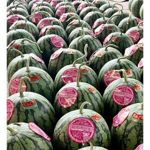 [先行予約]京丹後・俵野産 小玉スイカ ピノガール 1玉(2026年7月中旬〜発送)