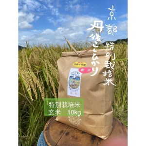特別栽培米　令和4年産　丹後こしひかり　玄米１０kg