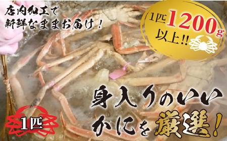 冬の旬松葉かに(山陰沖)京丹後の地元魚屋 特選茹で松葉かに 1200g以上1匹