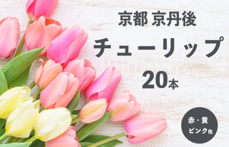 花・チューリップ(つぼみ)/京都・京丹後チューリップ 色お任せ20本[2月頃から順次] 花束・ちゅーりっぷ・切り花