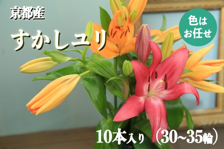 花・ゆり/京都・京丹後すかしユリ 色お任せ10本(30〜35輪)ユリ切花・ユリ花束