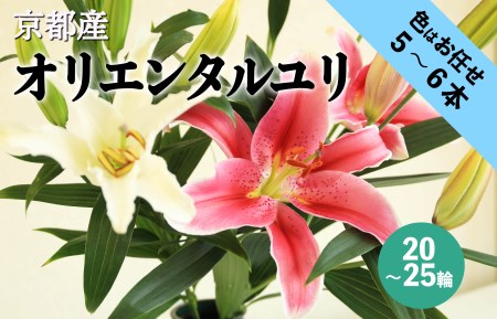 花・ゆり/京都・京丹後オリエンタルユリ 色お任せ5~6本(20〜25輪)ユリ切花・ユリ花束