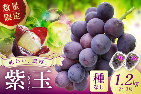 巨峰種【先行予約／数量限定20】紫玉ぶどう 1.2kg（2024年8月中旬
