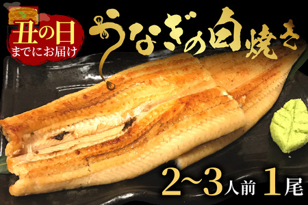 [土用の丑の日までに届く!(7月18〜20日配送)]うなぎの白焼き2〜3人前(1尾)