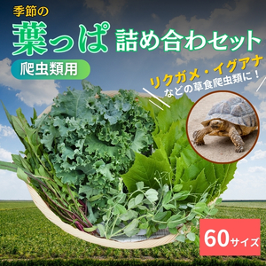 [爬虫類用]季節の葉っぱ詰め合わせ[60サイズ]