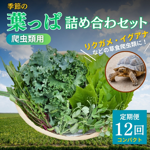 [爬虫類用]季節の葉っぱ詰め合わせ[コンパクトサイズ12回コース]