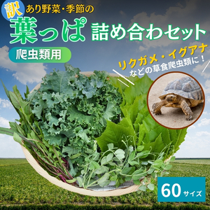 [爬虫類用]訳あり野菜と季節の葉っぱ詰め合わせ[60サイズ]