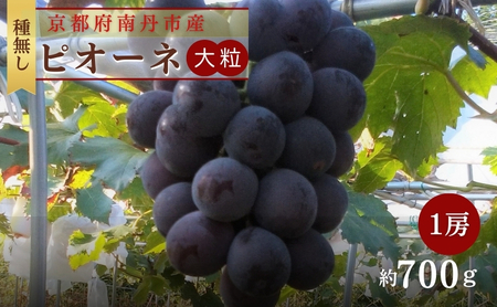 大粒 ピオーネ 1房 (700g前後) 種なし 葡萄 農家直送 ぶどう ブドウ 大粒 フルーツ 果物 南丹市 京都府
