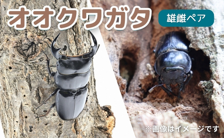 サステナブル オオクワガタ オス メス 成虫ペアセット クワガタ 成虫 ペア セット 生体 日本国産 国産 虫 昆虫 生き物 生物 子供 趣味 男の子 ペット 育成 観察 学習 自由研究 京都府 南丹市
