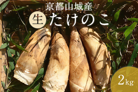 京都山城産たけのこ2kg(生)白子たけのこ 朝掘り たけのこ 筍 竹の子 タケノコ 農家直送 016-01