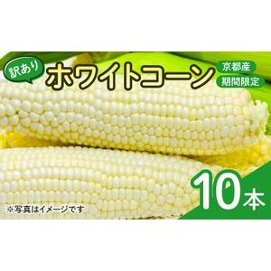 【訳あり】京都府産 白い とうもろこし　ホワイトコーン 10本 (個包装)_野菜 とうもろこし  トウモロコシ_【1618532】