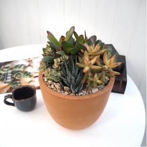 多肉寄せ植えテラコッタ(受け皿付き)[配送不可地域:離島・沖縄県]