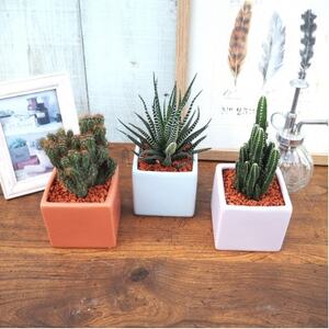 おすすめおまかせ サキュレンツ3個セット[配送不可地域:離島・沖縄県]