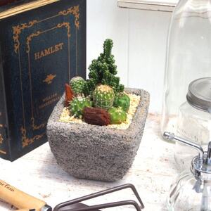 サボテンミックスセメントポット仕立て1個[配送不可地域:離島・沖縄県]