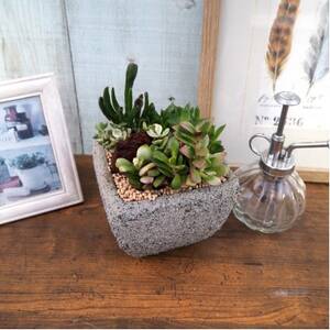 多肉植物ミックスセメントポット仕立て1個[配送不可地域:離島・沖縄県]
