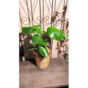 モンステラバスケット仕立て(モンステラ6号鉢×1 バスケット×1 ココファイバー)[配送不可地域:離島・北海道・沖縄県・東北]