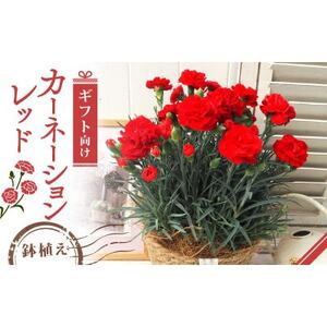 [先行受付]2026年 カーネーション レッド 母の日ギフト 京都久御山町[配送不可地域:離島・北海道・沖縄県]