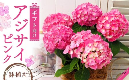 [先行受付]2026年 アジサイ ピンク ギフト 京都府久御山町[配送不可地域:離島・北海道・沖縄県]