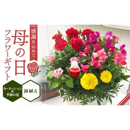 [先行受付]2026年 母の日 フラワーギフト 寄せ植え 鉢植え カーネーション 京都府久御山町[配送不可地域:離島・北海道・沖縄県]