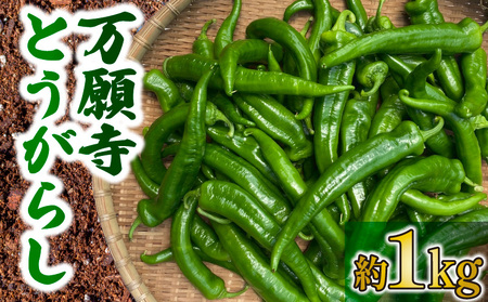 万願寺とうがらし 1kg 野菜 京野菜 万願寺とうがらし 万願寺とうがらし 万願寺とうがらし