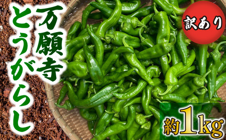 訳あり 万願寺とうがらし 1kg 京野菜 とうがらし 万願寺とうがらし万願寺とうがらし万願寺とうがらし