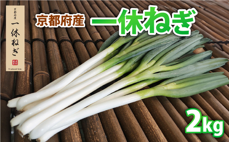 京都府産 一休ねぎ 2kg 白ネギ 白葱 葱 [ ねぎ ]
