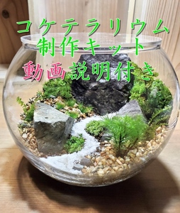 コケテラリウム制作キット直径15cm 動画説明付き[コケ 苔 こけ 植物 初心者 インテリア 手作り セット キッド 雑貨 日用品]