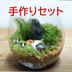 コケテラリウム手作りセット(径8cm×高さ8cm)[コケ 苔 こけ 植物 初心者 インテリア 手作り セット キッド 雑貨 日用品]