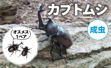 [配送期間は2025年6月下旬〜8月上旬に随時配送]カブトムシ(成虫)オスメス1ペア