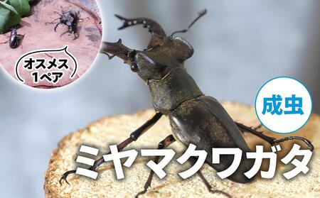 [配送期間は2025年6月下旬〜8月上旬に随時配送]ミヤマクワガタ(成虫)オスメス1ペア