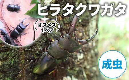 [配送期間は2025年6月下旬〜8月上旬に随時配送]ヒラタクワガタ(成虫)オスメス1ペア