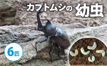 [配送期間は2026年1月下旬〜4月上旬に随時配送]カブトムシ(幼虫6匹)