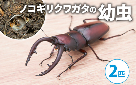[配送期間は2026年1月下旬〜4月上旬に随時配送]ノコギリクワガタ(幼虫2匹)