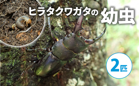 [配送期間は2026年1月下旬〜4月上旬に随時配送]ヒラタクワガタ(幼虫2匹)