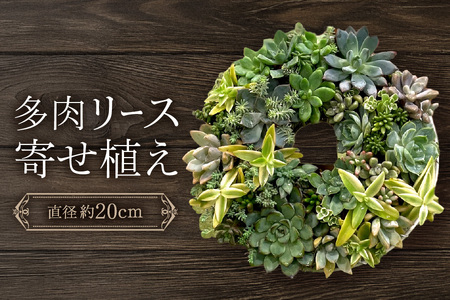 多肉のリース寄せ植え[直径約20CM]