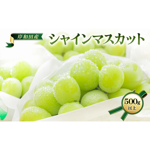 [ 先行予約 ][ 数量限定 ] シャインマスカット 500g以上 1房 フルーツ 果物 くだもの ぶどう ブドウ 葡萄 大粒 高級 皮ごと デザート 贈り物 ギフト 贈答品 季節限定 旬 大阪府 岸和田市