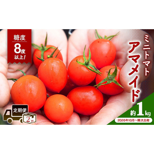 [2026年10月〜順次出荷]定期便 2回 ミニトマト1kg アマメイド糖度8度以上 高リピート率野菜