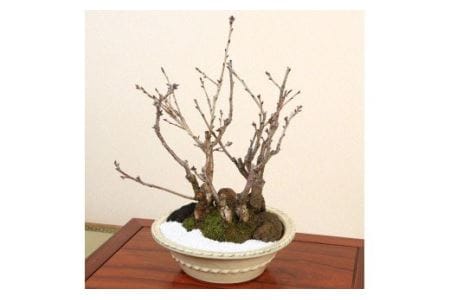 【39-10】 養庄園 桜３種５本寄せ盆栽