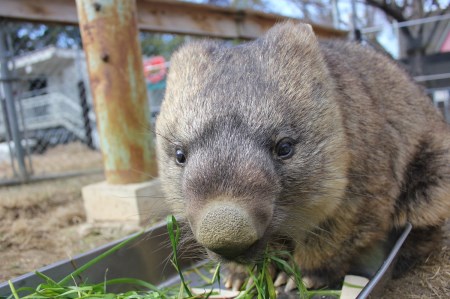 【24-08】五月山動物園　ウォンバットグッズBセット