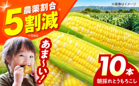 とうもろこし 10本 ベジ彩ファーム[AOEJ008] とうもろこし とうもろこし とうもろこし とうもろこし とうもろこし