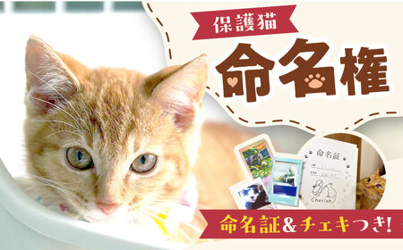 命名権(保護猫への名付け)特定非営利活動Cherish[AODU001] 保護猫 保護猫命名権 保護ネコカフェ