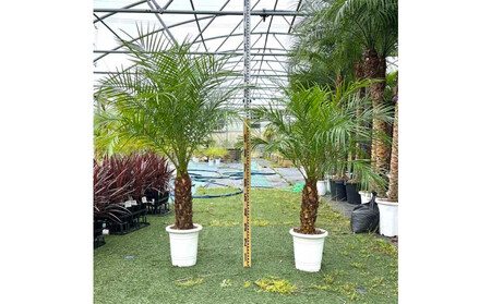 [110〜130cm]ヤシの木1本 フェニックス・ロべレニー ロべヤシ