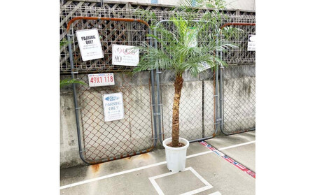 [190〜210cm]ヤシの木1本 フェニックス・ロべレニー ロべヤシ