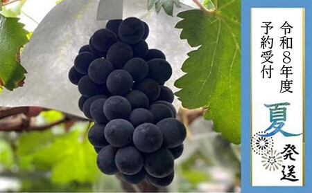 2026N s\8{yLˎsYzIubNr[gQ[ 1.4kgȏ