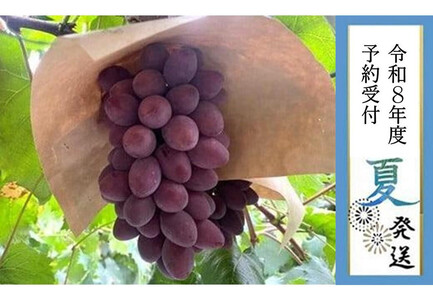 2026N st7{yLˎsYzTj[[W3`S[@1.3kgȏ